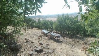 Elazığda dağ keçilerinin sıvatlardan su içmesi fotokapanlara yansıdı