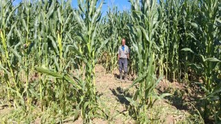 Elazığda domuz sürüsü mısır tarlasını talan etti