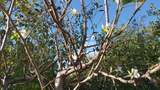 Elazığda elma ağacı çiçek açtı