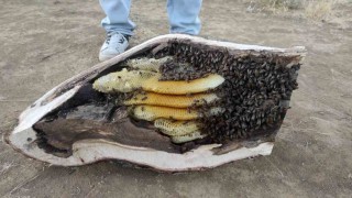 Elazığda mağara ve ağaç kovuğundan kilo kilo organik bal çıktı