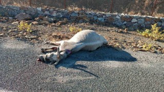Elazığda otomobilin çarptığı at telef oldu