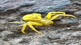 Elazığda Sarı Yengeç örümceği görüldü