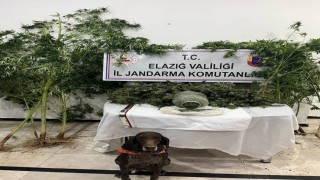 Elazığda uyuşturucuyla mücadele: 1 tutuklama