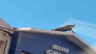 Elindeki bıçakla korku dolu anlar yaşatan şahsı ekipler ikna etti