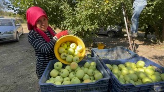 Elma diyarı Eğirdirde hasat başladı, kuraklık rekolteyi vurdu