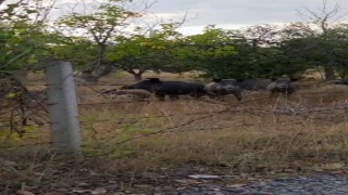 Elmadağda tarlada domuz sürüsü görüldü