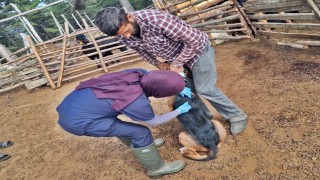 Emette küçükbaş hayvan sağlığı çalışmaları