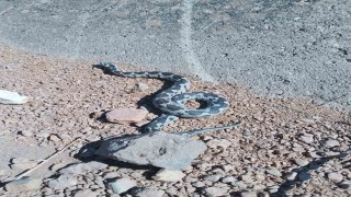 Engerek yılanı görüntüsüyle ürküttü