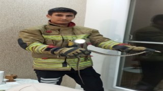 Erzin ve İskenderunda eve giren yılanları itfaiye yakaladı