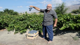 Erzincan Cimin üzümünde hasat başladı: Sofralıkta eşsiz, şarapta kullanılamaz