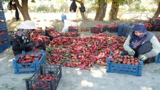 Erzincanda 100 tonluk üretim hedefi gerçek oldu!