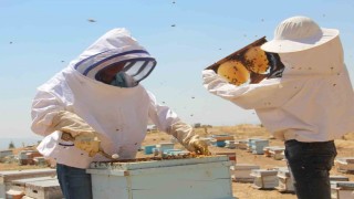 Erzincanda arıcıların bal hasadı sürüyor