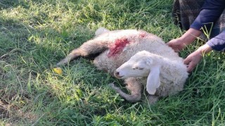 Erzincanda başıboş sokak köpekleri 6 kuzuyu telef etti