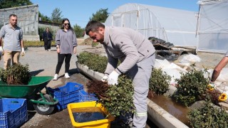 Erzincanda kesme gül serası hayata geçiriliyor