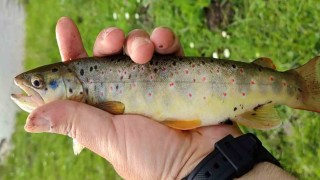 Erzincanda kırmızı benekli alabalığın nesli tükeniyor