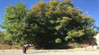 Erzincanda köylülerin zorlu ceviz hasadı başladı