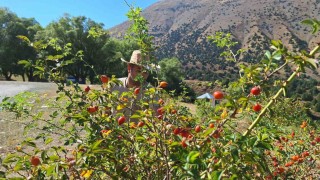 Erzincanda kuşburnu, zorlu arazilerde toplanmaya başlandı
