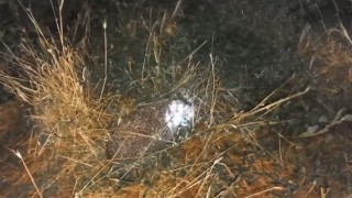 Erzincanda şaşırtan olay: Civcivleri yiyen tilki değil kirpi çıktı