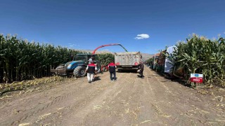 Erzincanda silajlık mısırın hasadı sürüyor