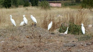 Erzincanda süzülen kuşların göç hareketleri izleniyor