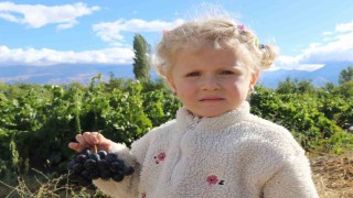 Erzincanın az şekerli Cimin üzümünün hasadı sürüyor