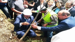 Eski Bakan Eroğlunun aşıladığı zeytin meyve vermeye başladı