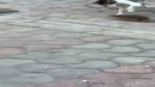 Esnaf, kedi ile farenin kapışmasını maç anlatır gibi anlattı
