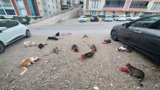 Evinin önüne gelen kedileri her sabah besliyor