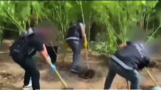 Evlerinin bahçesini uyuşturucu bahçesine çevirmişler