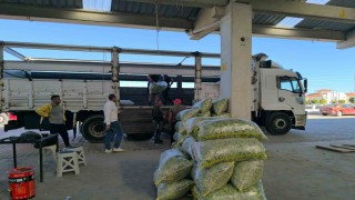 Fasulye pazarında yüzler güldü