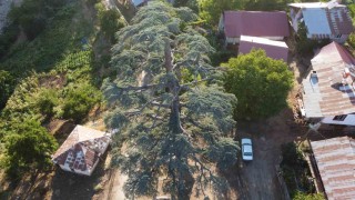 Fekedeki 6 asırlık Toros Sediri görenleri hayran bırakıyor