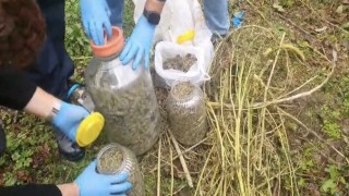 Fındık bahçesindeki bidonlardan uyuşturucu çıktı