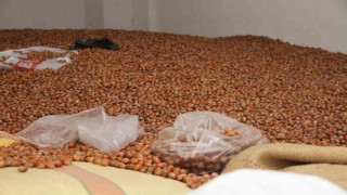 Fındık fiyatları yükselişe geçti: 50 randıman 300 TL