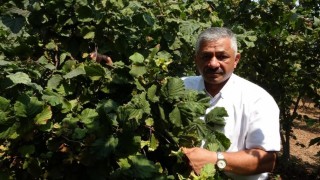 Fındık fiyatlarında son durum