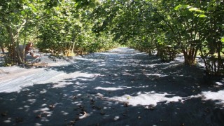 Fındık hasadında file ile yevmiye masrafı azaldı