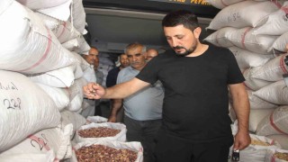 Fıstıkta rekolte düştü