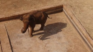 Gaziantep Doğal Yaşam Parkının tüp bebek fili Gabiye Asyalı eş aranıyor