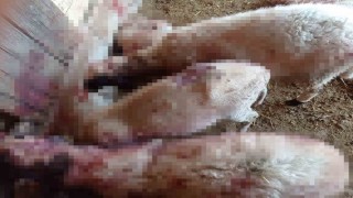 Gece ağıla giren kurt, 8 kuzuyu telef etti