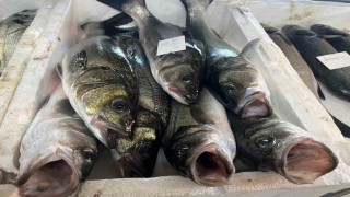 Gece avlanan balıklar, sabah mezatta alıcıyla buluşuyor