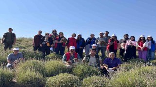 Gençler lavanta hasadı için bir araya geldi