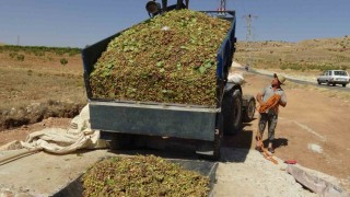 Gercüşte fıstık hasadı başladı