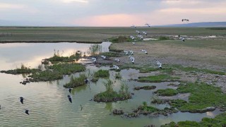 Göçmen kuşlar dönüş yolunda
