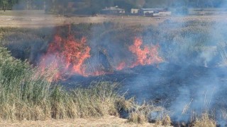 Göçmen kuşların yuvası alevlere teslim oldu