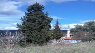 Göktepeliler, asırlık ağaca sahip çıkıyor