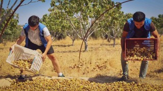 Gönüllü gençler incir üreticisinin alın terine ortak oldu