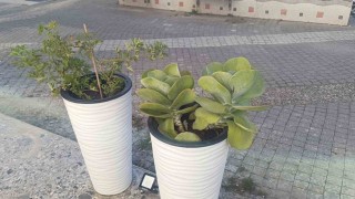 Gözüne kestirdiği saksıdaki çiçeği sökerek götürdü