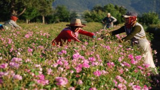 Gül çiçeği taban fiyatı 100 lira olarak açıklandı