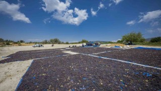 Gülnar kuş üzümü tescil ile değer kazandı