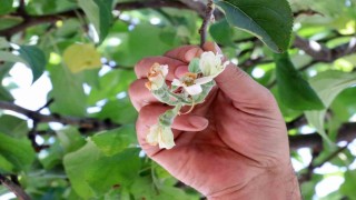 Gümüşhanede mevsimi şaşıran elma ağacı Eylül ayında çiçek açtı