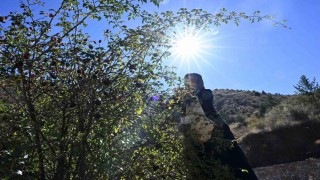 Gümüşhanenin dikenli gülü kuşburnu, zahmetli yolculukla sofraya geliyor